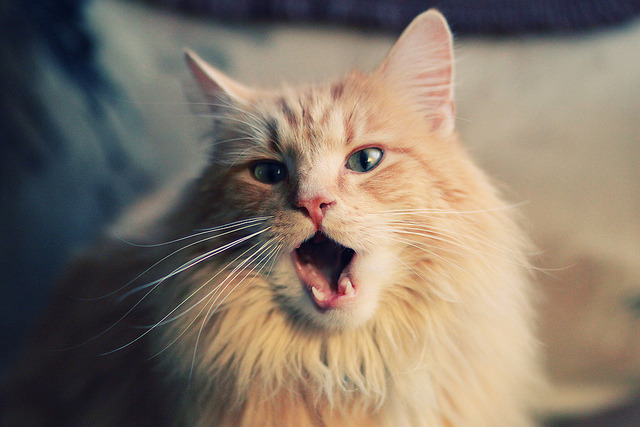 巴林之夜，爱德华兹的战术棋局如何重新定义F1揭幕战